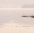 ________thumb_main - Sibnovosti.ru
