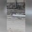 Сапожников требует передать пойманную рысь городскому зоопарку - Zabmedia.Ru