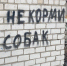 В Чите за сутки отловили 10 собак - ZAB.RU