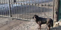 Администрация Читы выплатят компенсацию за нападение собаки на человека - ZAB.RU