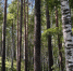С​пасатели нашли грибников, заблудившихся в лесу под Новокручининском - ZAB.RU
