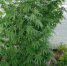 JPG Файл - УМВД Забайкальского края 
