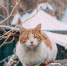 снег Мария Смитюк, ИА PrimaMedia - ChitaMedia