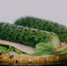5 бюджетных закусок на новогодний стол: вкусно и дёшево - ChitaMedia