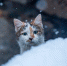 снег Мария Смитюк, ИА PrimaMedia - ChitaMedia