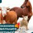 Памятка владельцам животных - Город Чита