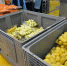 Агрофабрику по производству овощной продукции запустят в Забайкалье - Забайкальский рабочий