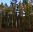 Осень Абрамченко Анета, ИА ChitaMedia - ChitaMedia