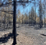 Лес Забайкалпожспас - ChitaMedia